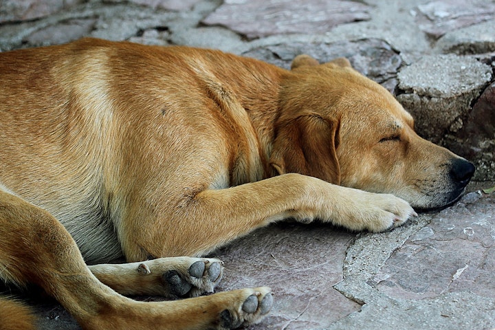 野良犬,迷子犬,保護,電話,保健所