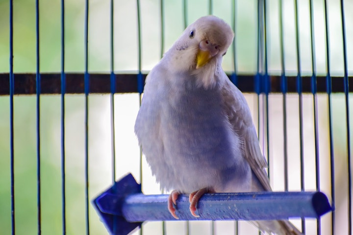 鳥,インコ,オウム,鉛中毒