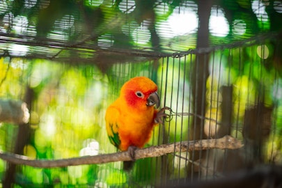 インコやオウムの鉛中毒とは？誤飲時の症状や予防策について知ろうのアイキャッチ画像