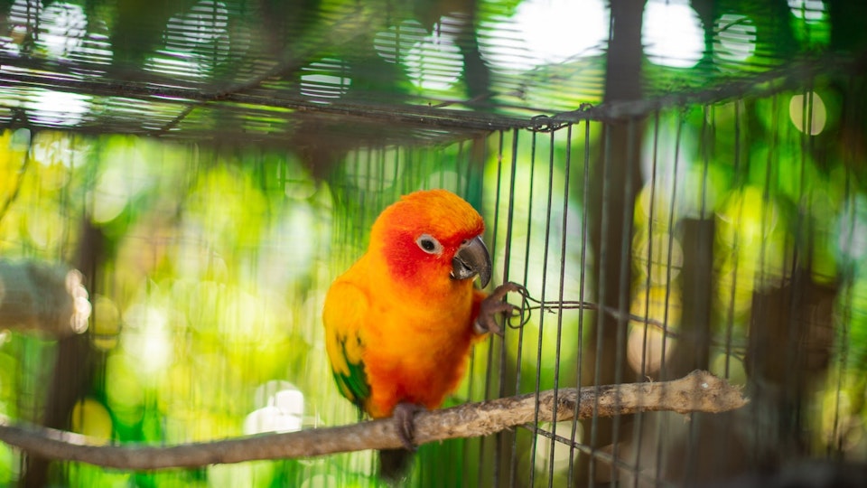 インコやオウムの鉛中毒とは?誤飲時の症状や予防策について知ろう