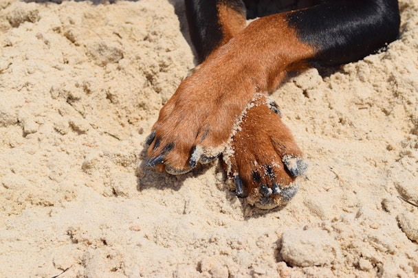 犬が「前足クロス」や「カエル足」をする理由。病気の可能性も？のアイキャッチ画像