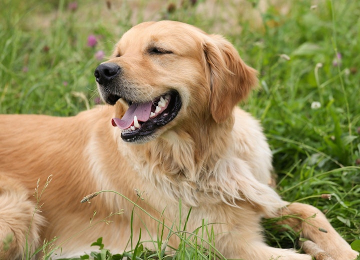 犬,カエル足,前足クロス