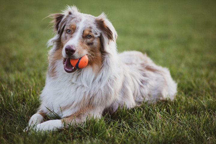 犬,シニア,白髪