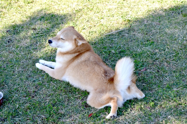 犬,カエル足,前足クロス