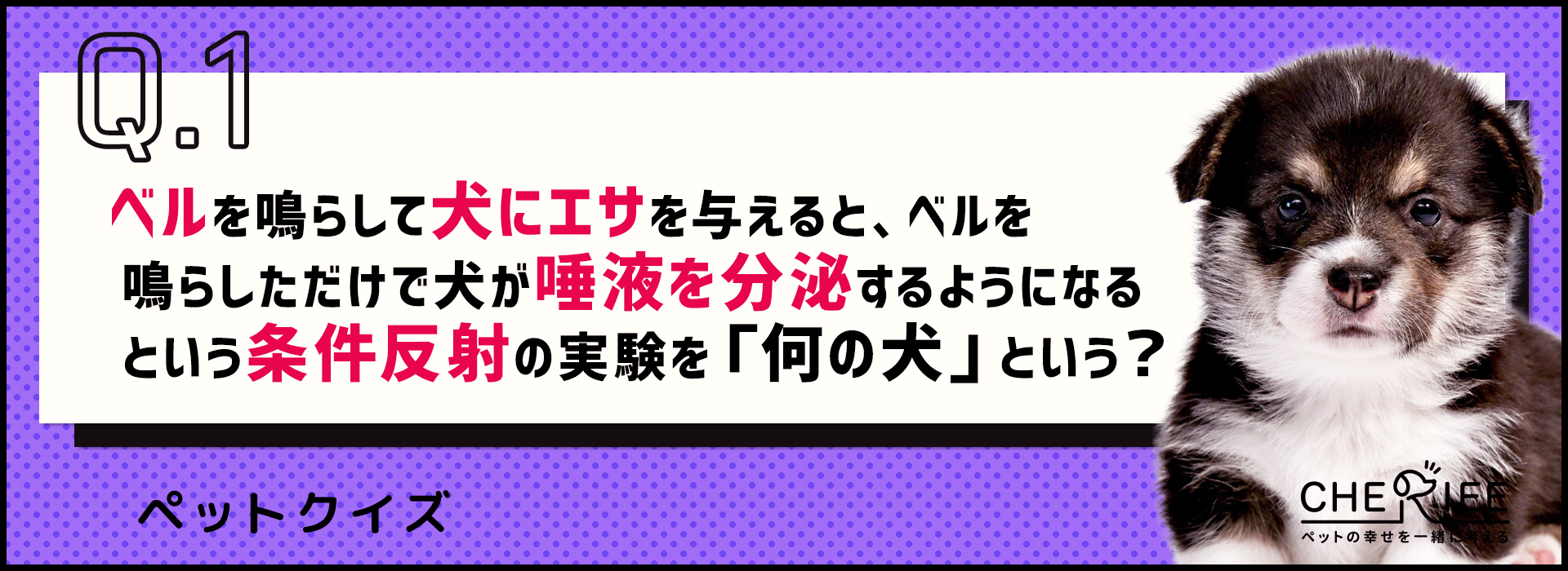 【クイズ】世界的な賞を受賞した、ペットに関わる研究の雑学
