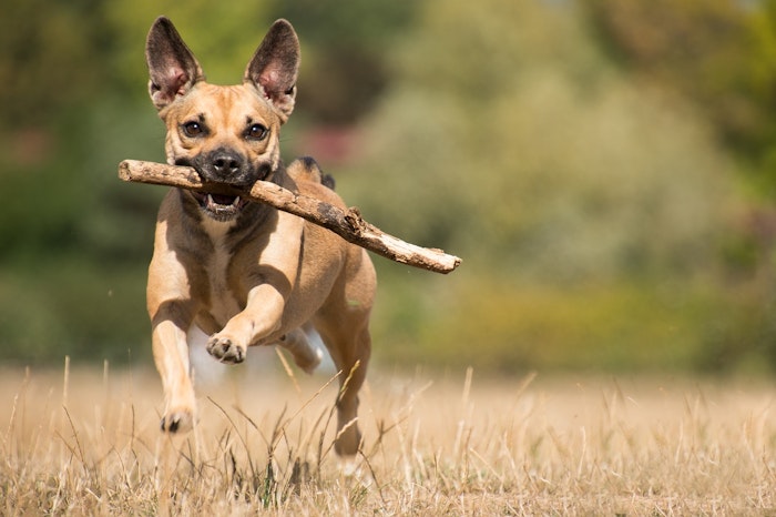 犬,ADHD,接し方