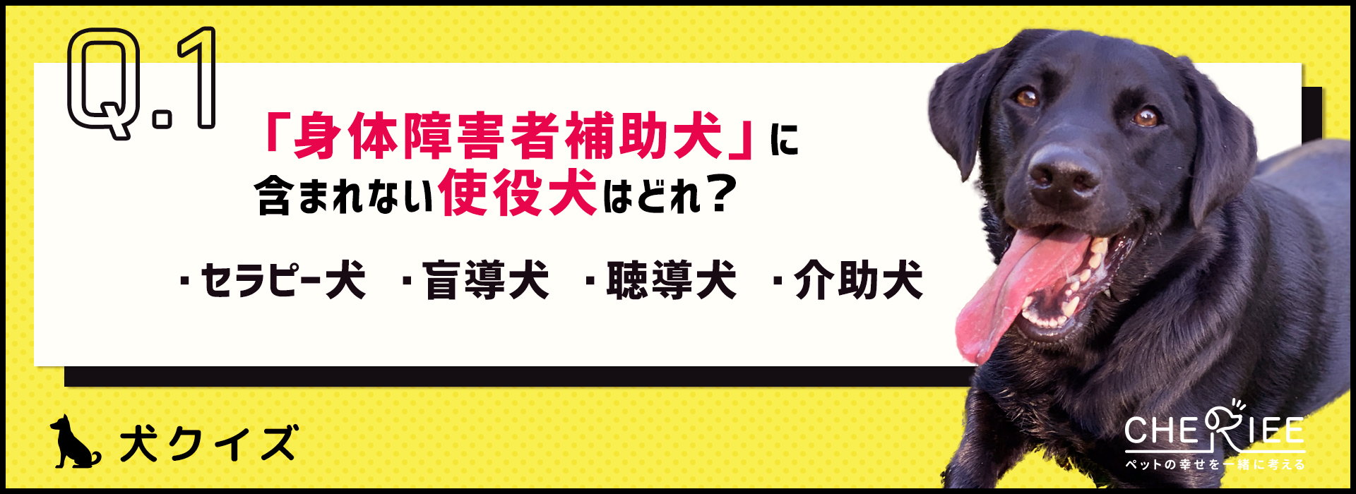 【クイズ】私たちの生活を支援してくれる使役犬って知ってる？