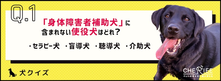 【クイズ】私たちの生活を支援してくれる使役犬って知ってる？のアイキャッチ画像