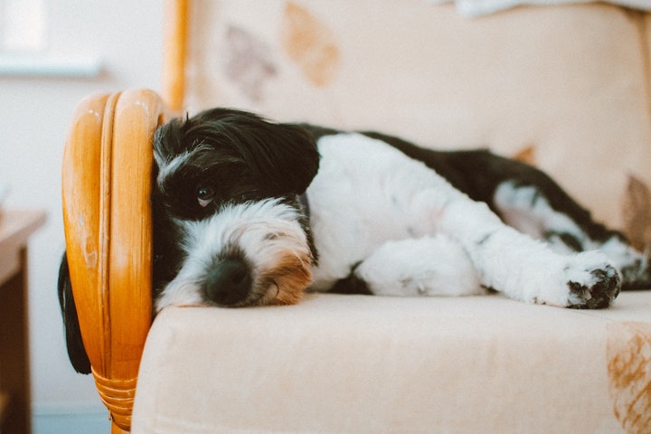 犬,猫,ペットロス,仲間ロス