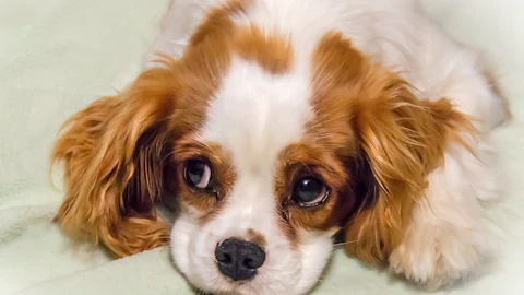 【獣医師監修】犬の嘔吐から考えられる疾患のアイキャッチ画像