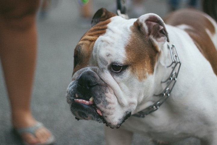 犬図鑑,ブルドッグ,犬種,歴史,性格,特徴,好発疾患,肥満,短頭犬種