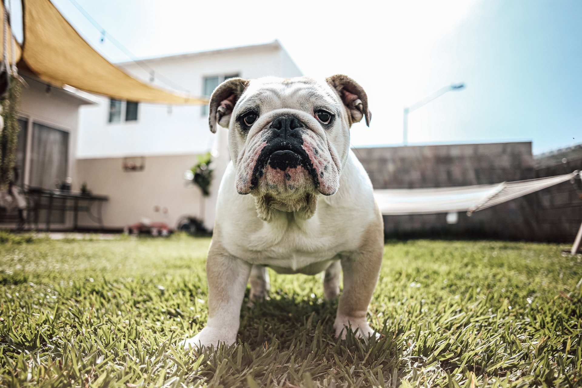 犬図鑑 実は穏やかでやさしい ブルドッグの特徴と抱える問題とは シェリー ペットの幸せを一緒に考える