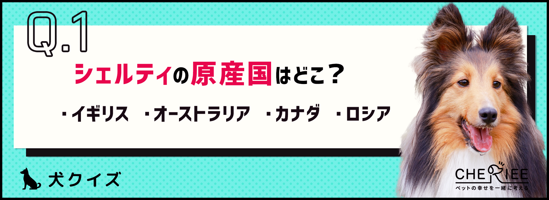 【犬種クイズ】穏やかで賢い！シェットランド・シープドッグの魅力