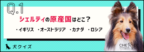 【犬種クイズ】穏やかで賢い！シェットランド・シープドッグの魅力のアイキャッチ画像