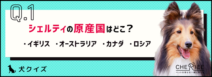 【犬種クイズ】穏やかで賢い！シェットランド・シープドッグの魅力のアイキャッチ画像