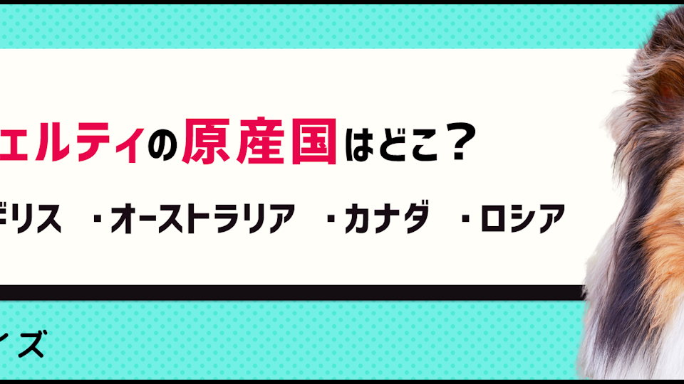 【犬種クイズ】穏やかで賢い!シェットランド・シープドッグの魅力