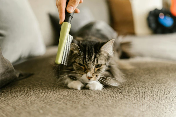 猫用ブラシの種類と役割を解説!毛の長さ別の選び方まとめのアイキャッチ画像