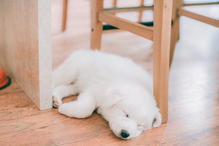 パピーパーティー,パピー教室,子犬