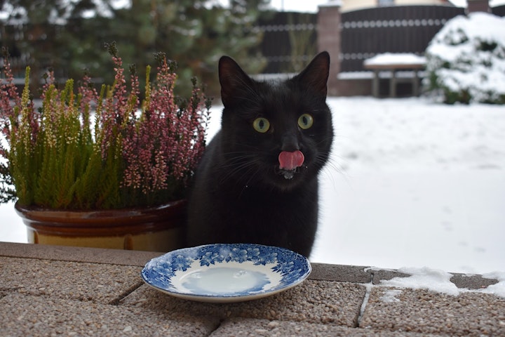 猫, キャットフード,選び方