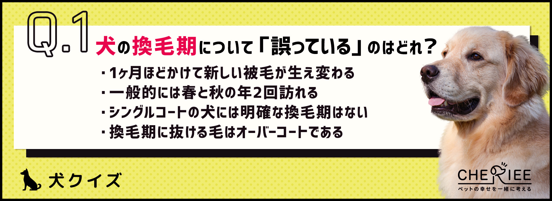 【クイズ】犬の換毛期って？お手入れの重要性を改めて確認しよう！