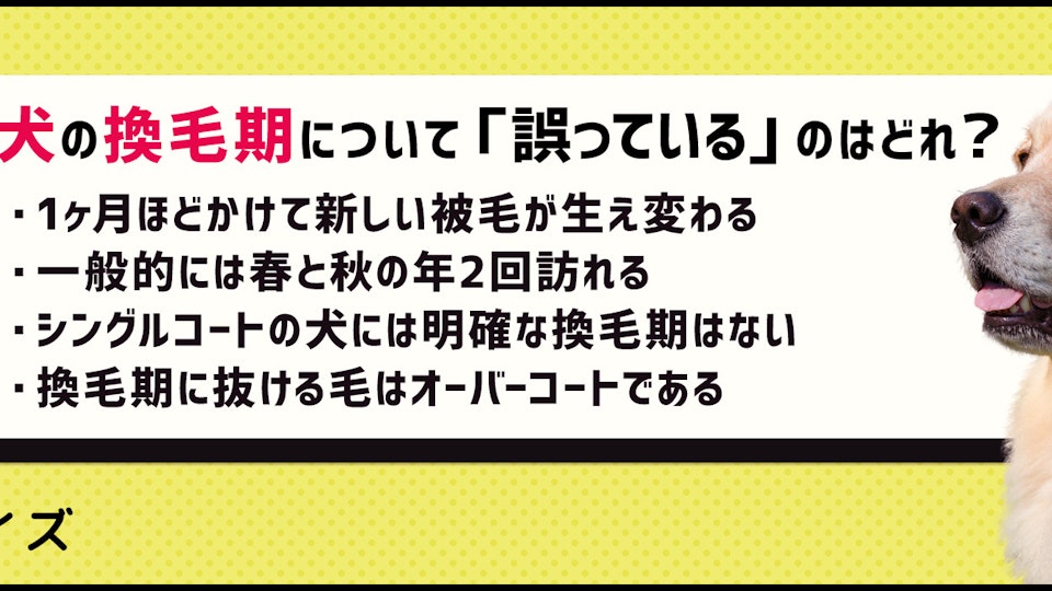 【クイズ】犬の換毛期って?お手入れの重要性を改めて確認しよう!