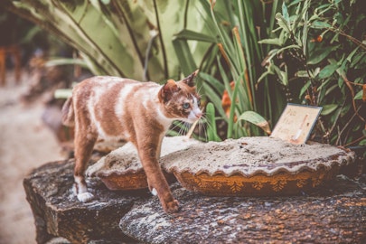 猫はいつから人と暮らすようになった？世界と日本の歴史を解説のアイキャッチ画像