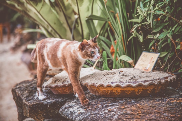 猫はいつから人と暮らすようになった？世界と日本の歴史を解説のアイキャッチ画像