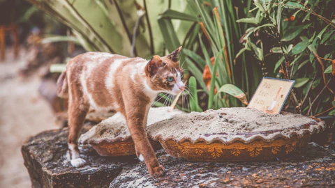 猫はいつから人と暮らすようになった?世界と日本の歴史を解説のアイキャッチ画像
