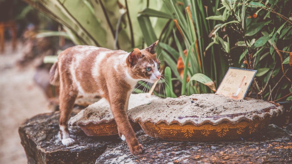 猫はいつから人と暮らすようになった?世界と日本の歴史を解説