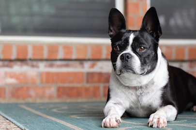 【犬図鑑】フレンチブルドッグの歴史や特徴、飼い方のポイントを紹介のアイキャッチ画像