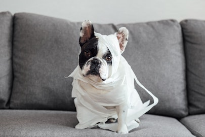 【獣医師監修】犬の下痢は病気のサイン?病気以外の原因も!のアイキャッチ画像