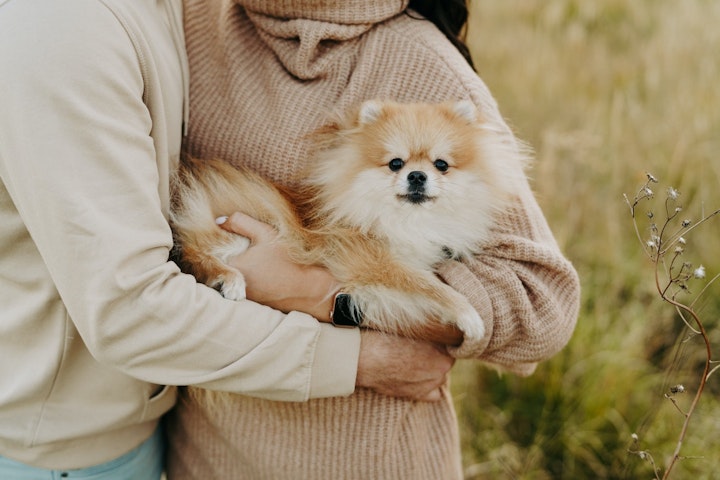 犬,下痢,原因,病気