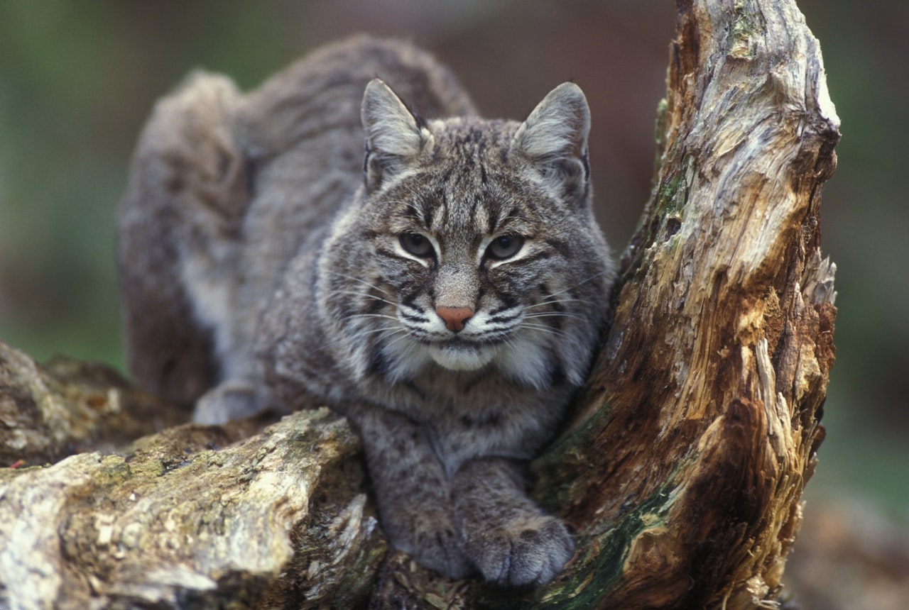 サメも狩る 野生の猫 ボブキャット をご紹介 シェリー ペットの幸せを一緒に考える