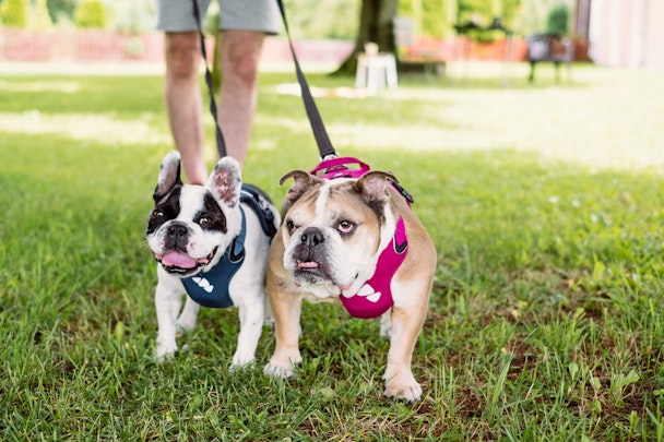 よく似た犬種のブルドッグとフレンチブルドッグの違いとは？のアイキャッチ画像