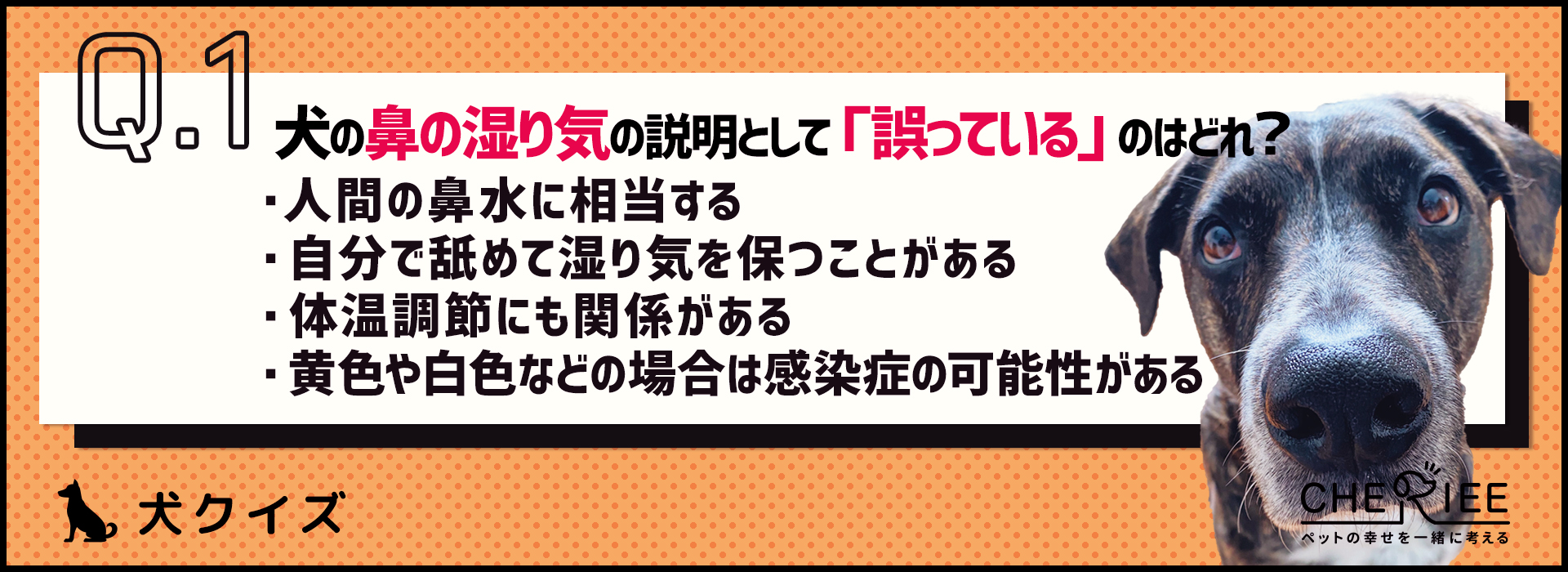 【クイズ】犬の鼻が濡れている理由を知ろう！