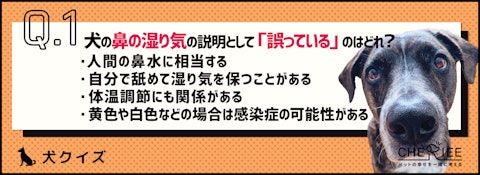 【クイズ】犬の鼻が濡れている理由を知ろう！のアイキャッチ画像