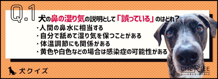 【クイズ】犬の鼻が濡れている理由を知ろう！のアイキャッチ画像