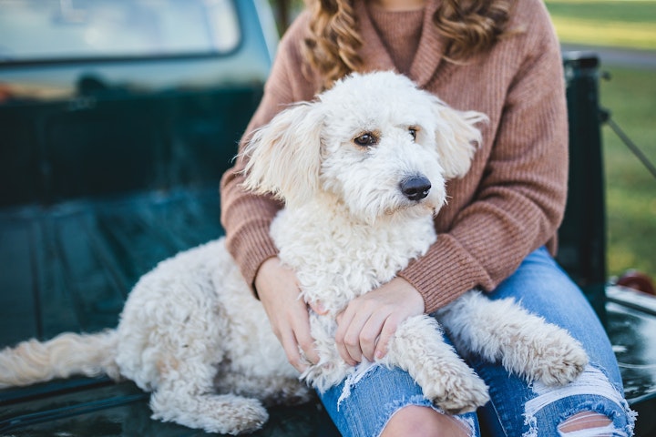 犬,血尿,ビリルビン尿,獣医師監修