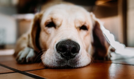 犬に「鼻毛」がない理由。鼻毛は実は人間特有だった!?のアイキャッチ画像