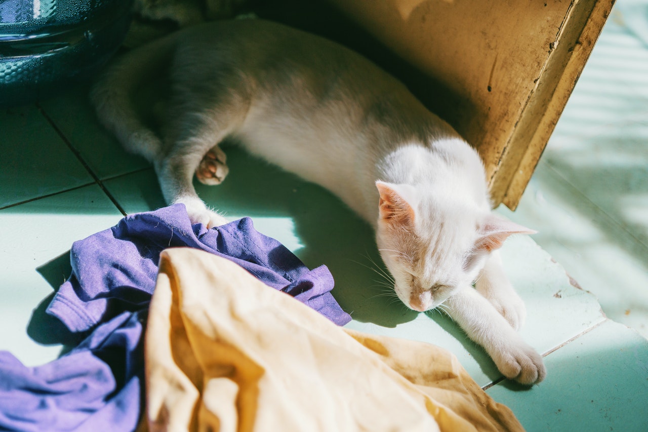 猫に服を着せる必要があるのはどんな時？注意点も解説！
