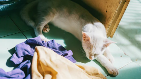 猫に服を着せる必要があるのはどんな時?注意点も解説!のアイキャッチ画像