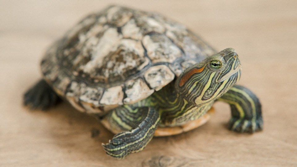 カメは熱中症になりやすい?予防法と発症時の対処法を知っておこう