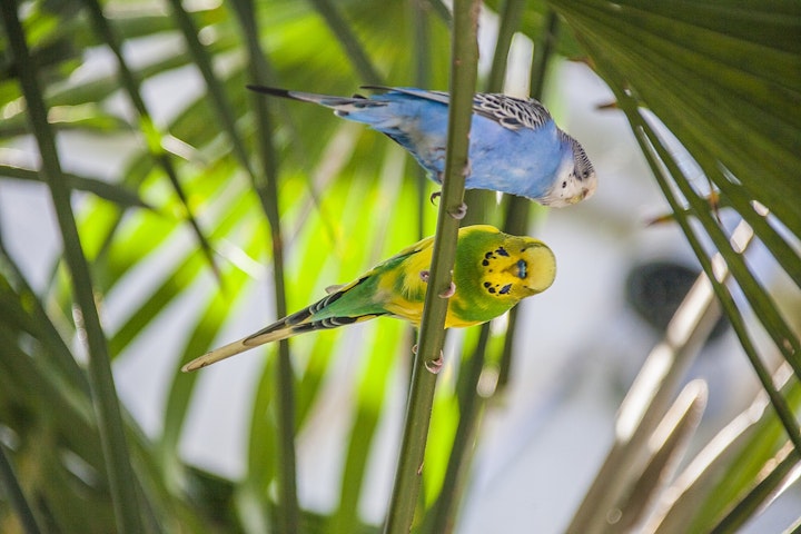 インコ,片足立ち,理由,怪我,病気