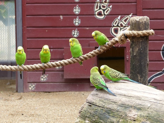 病気のサインかも?インコが片足立ちをする4つの理由のアイキャッチ画像