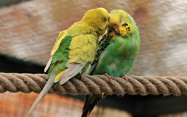 インコ,片足立ち,理由,怪我,病気