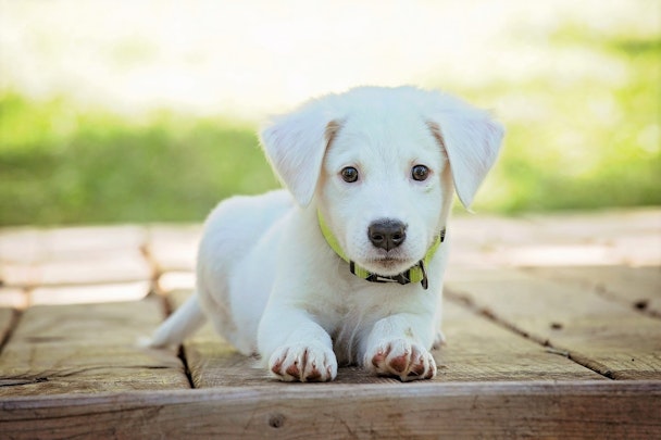 愛犬とのお散歩、本当に安全？散歩に潜む5つの危険のアイキャッチ画像