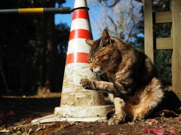 【行ってみた】「猫返し神社」とも呼ばれる立川の阿豆佐味天神社とはのアイキャッチ画像