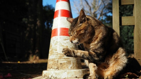 【行ってみた】「猫返し神社」とも呼ばれる立川の阿豆佐味天神社とはのアイキャッチ画像