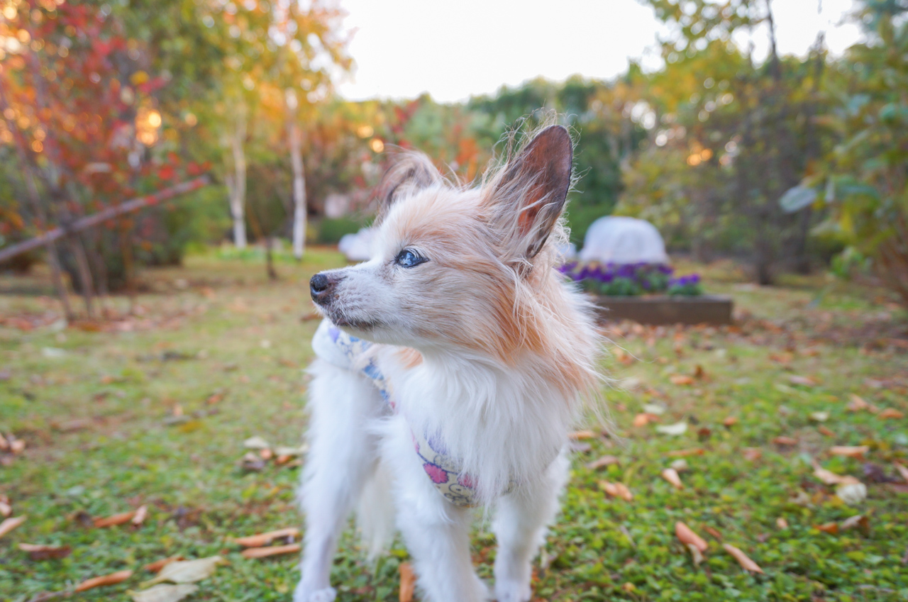 目指せ元気なシニア！シニア犬におすすめエクササイズ