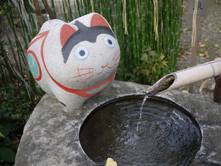 猫,猫返し神社,阿豆佐味天神社,おでかけ